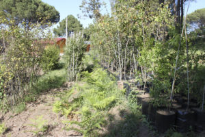 banca del germplasma