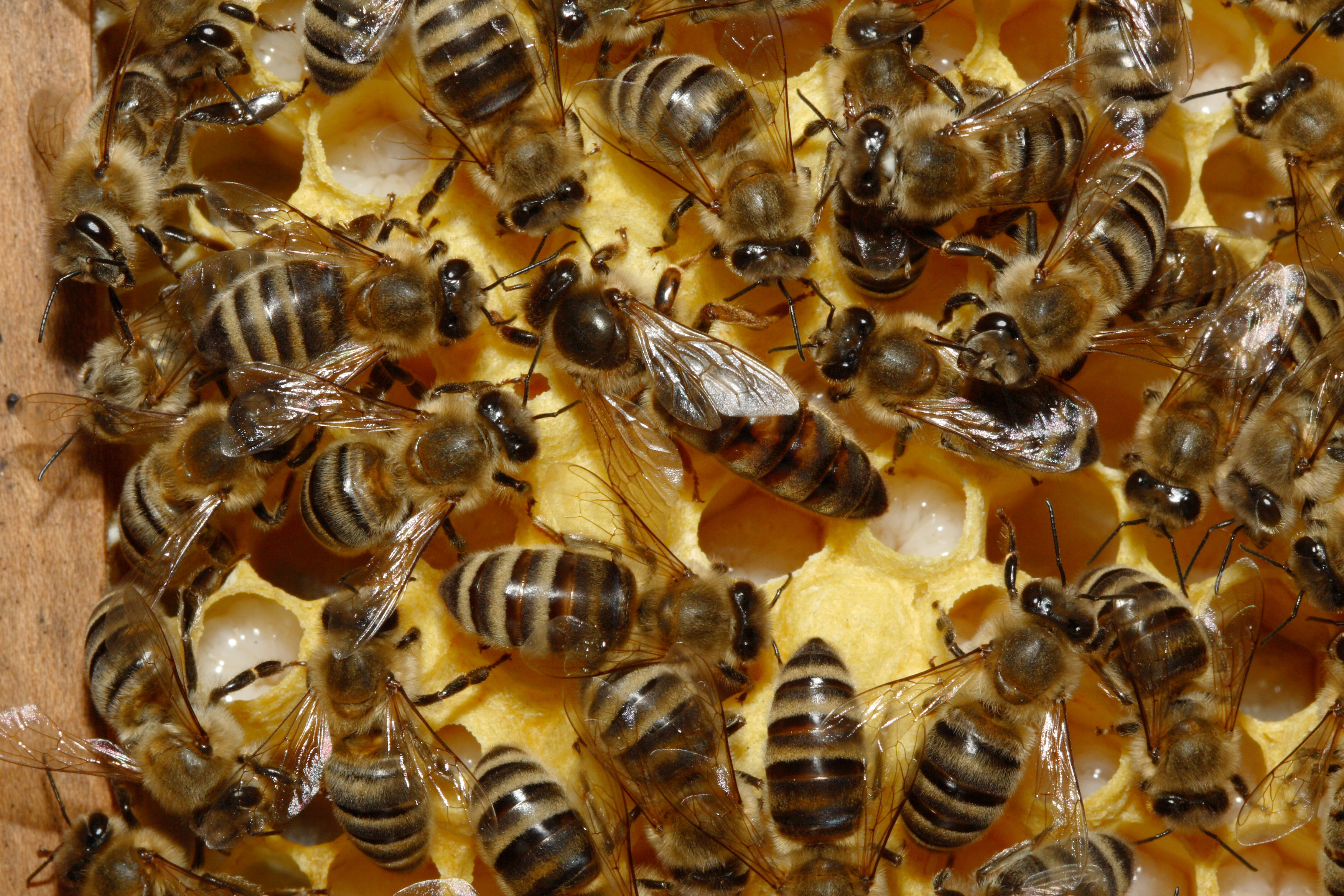 A Mirto un progetto per salvare l'ape sicula